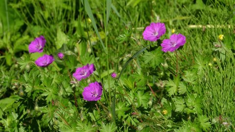 Purple flowers in summer garden. Shallow depth of field. Haliburton, Ontario, Canada.