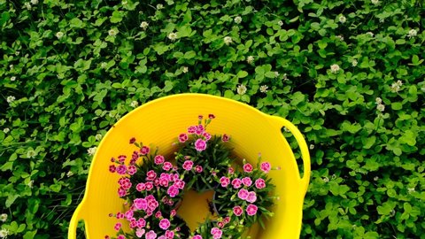 Geranium pink flowers in a yellow silicone basket in green clover.View from above.garden flowers.Spring perennial flowers. 4k footage