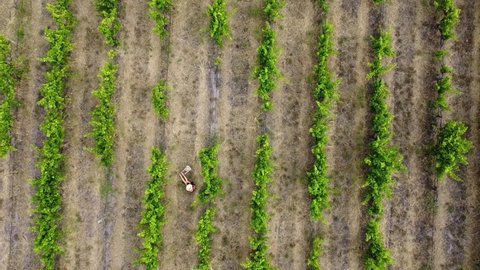 Birds eye view of vineyard, winery, or grape vines. Mother and child sitting in vines. Straight green lines showing farming, growing or agriculture. Abstract drone aerial perspective in McLaren Vale