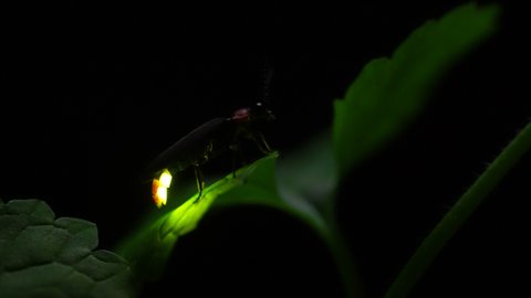 3,135 Fireflies Stock Video Footage - 4K and HD Video Clips | Shutterstock