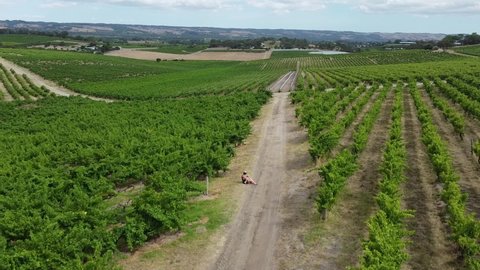 Mother breastfeeding and cuddling baby in the Vines outdoors. McLaren Vale Winery in South Australia. Aerial drone video of grape vines at a vineyard. Woman and child wearing summer clothes and hat