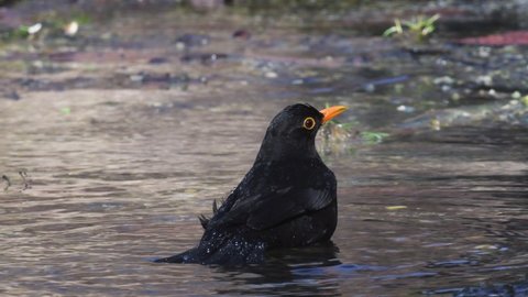 blackbird takes a bath, Turdus merula, water drops, bird, 