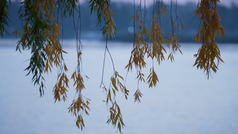 Yellow leaves on sprigs lake background. Quiet weeping willow branches hang over water surface city park close up. Idyllic picture of tranquil autumn morning on beautiful nature. Nature vibes concept