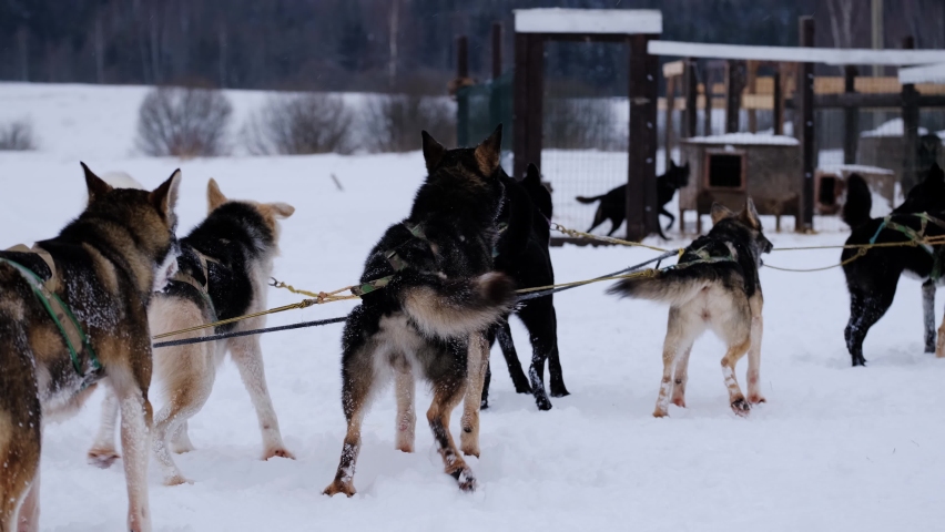 Male musher drives sled with team of Alaskan huskies. Sled dogs stand at start and then quickly run forward through winter snow field. Winter sport with animals. 4K footage slow motion.