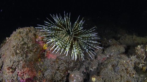 Sea urchin walking on the seabed in the night. Underwater world of Tulamben, Bali, Indonesia.
