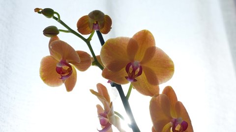 Close-up 4k view video footage of orange and pink blooming orchid flower houseplant standing on sunny home window. House plant isolated on white transparent curtains of window background