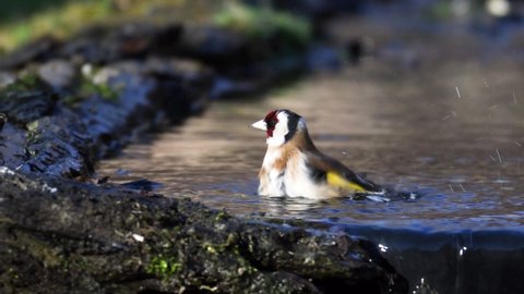 European goldfinch take a bath,  goldfinch, Carduelis carduelis, finch family