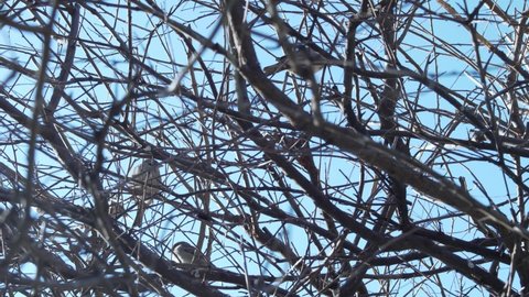 Close up of Bare Branches and Little Birds, Titmouse Sparrows Starlings. Small Birds in Bare Tree Branches in Park in Early Spring, Winter. 