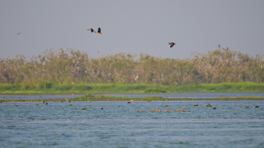 Group of teal birds flying from river to the sky