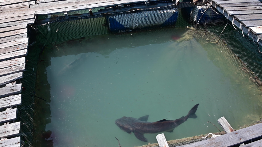 4K Cobia fish in the fishing cage