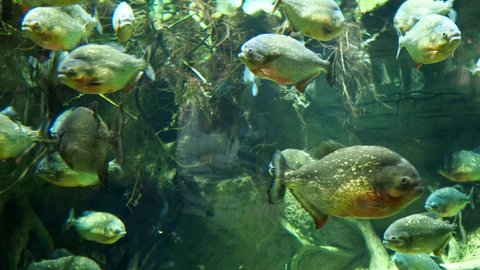 Piranhas, predatory aquarium fish swim in a large aquarium. . High quality 4k footage