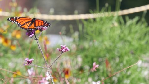 Monarch butterfly collecting wild flower pollen, garden, medow or spring lea. Botanical bloom or floral blossom of plants, orange insect wings in fresh summer herb grass. Field wildflowers pollination