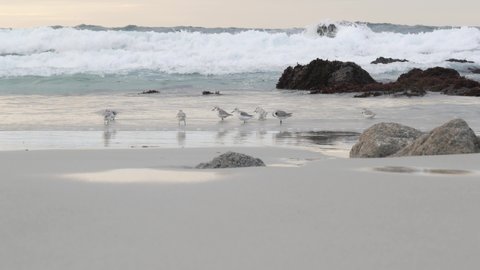 Ocean waves and many sandpiper birds, rocky beach, small sand piper plover shorebirds flock, Monterey wildlife, California coast, USA. Sea water tide, littoral sand. Tiny fast young baby avian running