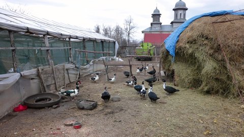 Domestic Muscovy Ducks At The Farm With Hay Stack. wide