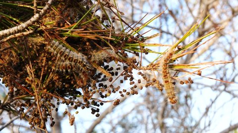 A silky nest of pine processionary caterpillars in a pine tree - species of moth larva that can harm dogs and other pets