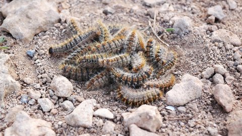 Pile of squirming pine processionary moth larva which can cause harm to dogs and other pets