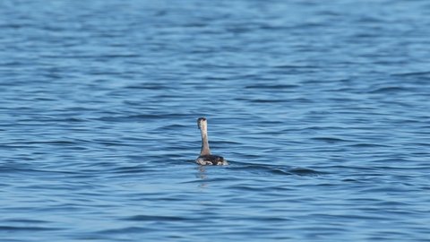 Great Crested Grebe Podiceps cristatus seen on the water from a distanceing forwards and looking around, Bueng Boraphet Lake, Nakhon Sawan, Thailand.