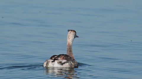 Great Crested Grebe Podiceps cristatus seen going to the right as it looks arounding on the lake as the water looks blue, Bueng Boraphet Lake, Nakhon Sawan, Thailand.