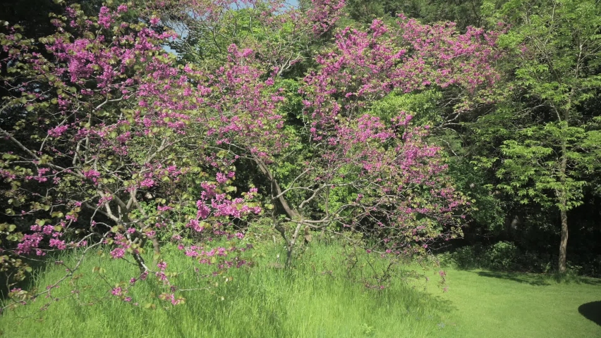 Walking toward two pink trees.