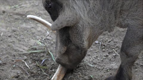 This video shows a close up view of a warthog foraging.