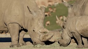 This video shows a family of rhinos feeding on a wildlife preserve.
