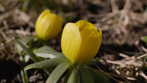Bee and Yellow flowers of the winter aconite (Eranthis hyemalis) in spring, Bavaria, Germany, Europe