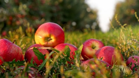 apple harvest. apple garden. close-up. red, ripe, juicy apples lie scattered in the grass, on background of beautiful apple orchard. at sunset, in sun flare. organic fruit. eco garden. Gardening