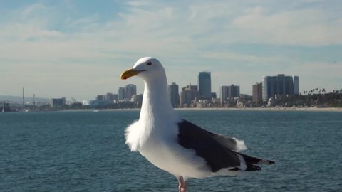 seagull with down town long beach and the port of LA in the background in slow motion