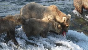 Brown Bear with cubs eating a Sockeye Salmon fish at Brooks Falls in Alaska - Slow Motion