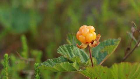 Close-up shot of a cloudberry being picked up with fingers.