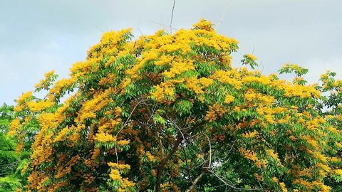 Burma Padauk Tree Blooming. Burma Padauk yellow tree flowers blooming and swing by wind in the garden. This video is about nature, leaves, leafs, plants, trees, home garden, spring, and summer season.