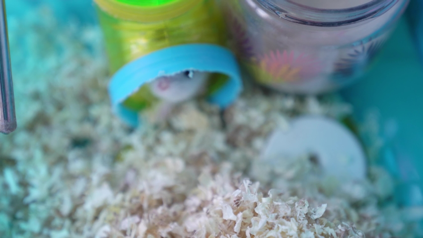 A Dzungarian hamster comes out of a plastic tunnel in a cage.The concept of keeping pets at home, the concept of caring and loving animals. High quality 4k footage