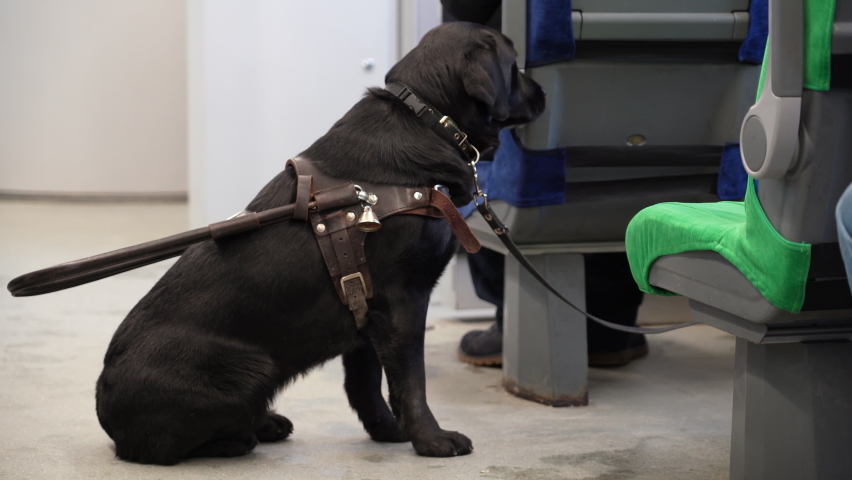 Guide dog accompanies a blind man during a train ride on a trip around city. guide dog of the Labrador breed stands in the middle of the aisle on the train, and is looking for place to lie down | Shutterstock HD Video #1087380992