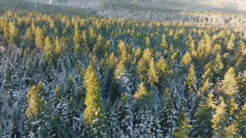 Top of dense green spruce forest on slopes of mountain range aerial view of drone slide on bright winter day at sunset. Top view coniferous snow forest in mountains. Fresh clean air. Nature. Sun rays
