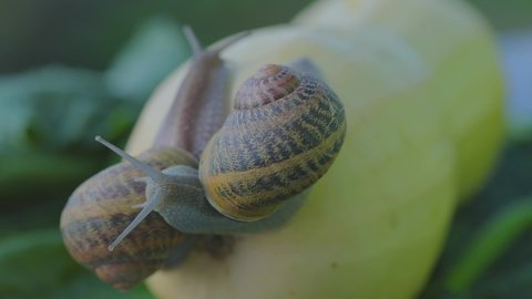 Snail in the garden. Snail in natural habitat. Snail farm. Snail on a vegetable marrow close-up.