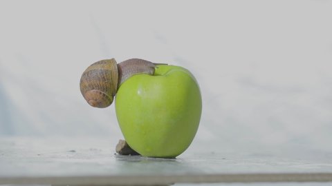 Snail on an apple close-up. A snail is crawling over an apple. Snail on a green apple