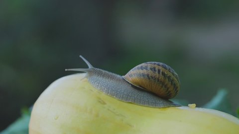 Snail in the garden. Snail in natural habitat. Snail farm. Snail on a vegetable marrow close-up.