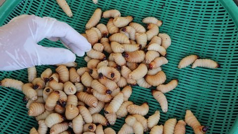 Hands are selecting sago palm weevil larvae in green plastic trays for cooking or selling at the market.