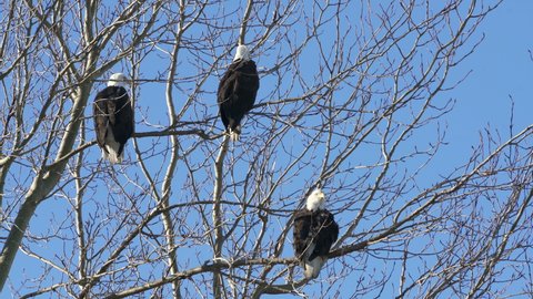 Bald Eagles Perched in a Tree 4K UHD.  Bald Eagles observe the surroundings from their perch on a large tree. 4K. UHD.
