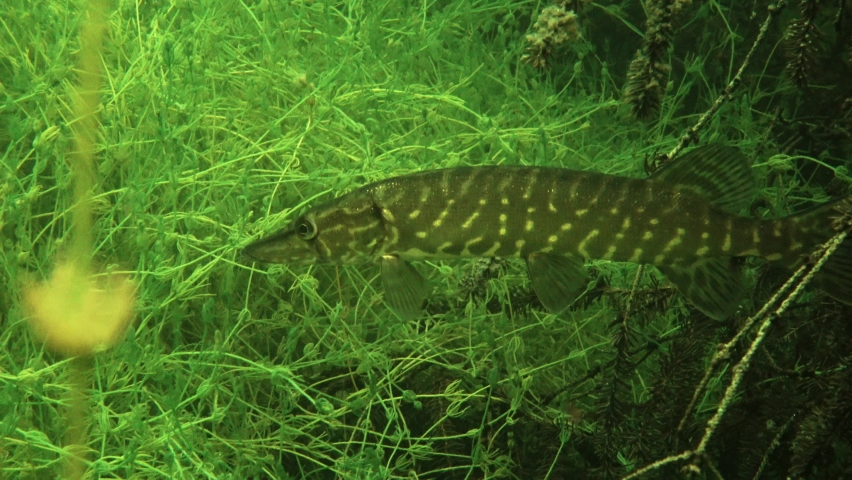 Northern pike (Esox lucius) few seconds before attack.