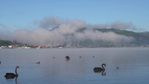 Black swans fly and dive in the volcanic lake Rotorua with the clouds and steam in the mountains. Time lapse