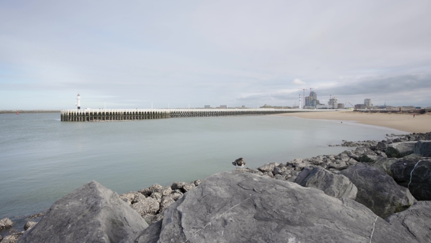 Bird enjoying the harbor view from the sea wall of Ostend, Belgium North Sea coastline