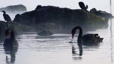 Black swans fly and dive in the volcanic lake Rotorua. Zoom view