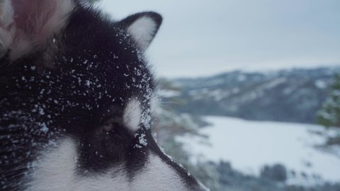 Snowflakes On Face And Fur Of Alaskan Malamute Dog At Wintertime. - closeup
