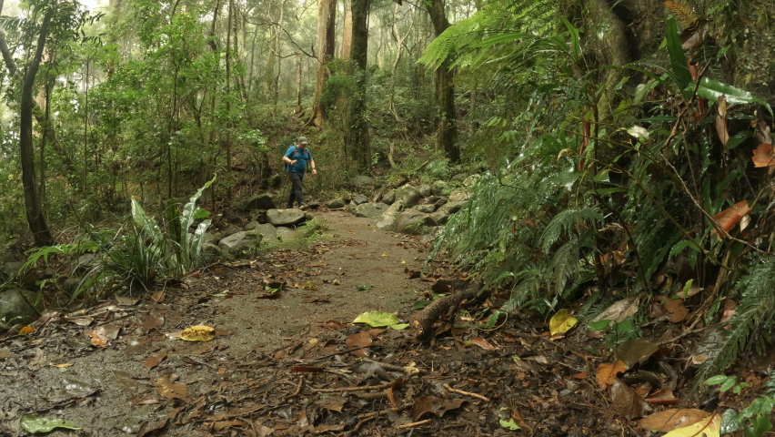 Middle aged male, hiking along a path with a trekking pole, walks towards camera, Morans Falls Trail, bushwalking track, Lamington National Park, Queensland, Australia