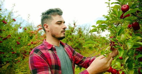 The farmer approaches the apple tree and using tablet gadget, analyzes and looking at the camera, Beautiful ripe red apples fruits on tree background, Concept of organic food farmer, Natural fruits