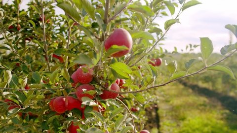 Apple tree. Beautiful ripe red apples fruits on tree background of sun. Ripe juicy apples hanging on branch in orchard garden, Concept of organic food farmer, Natural fruits