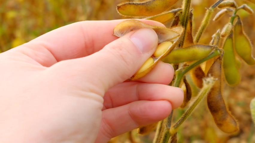 Pods of soybeans in a female hand.Soybean crop. field of ripe soybeans.The farmer checks the soybeans for ripeness.Farmer in soybean field. 4k footage Royalty-Free Stock Footage #1087395836
