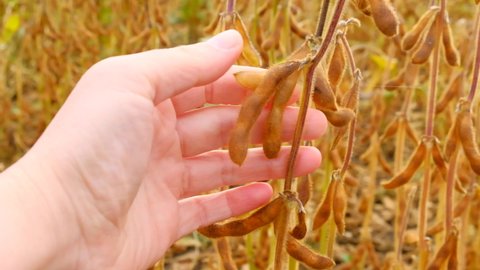 Soybean crop. farmer checks the soybeans for ripeness.Farmer in soybean field.Pods of ripe soybeans in a female hand close-up.field of ripe soybeans. High quality 4k footage