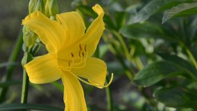 Flowering yellow daylilies in the garden. Wind motion, static camera. Close up video